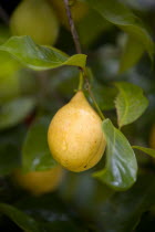 Yellow nutmeg fruit growing on a treeCaribbean Grenadian Greneda West Indies Grenada Farming Agraian Agricultural Growing Husbandry  Land Producing Raising