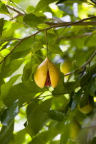 Ripe open yellow nutmeg fruit growing on a tree revealing the red mace over the nutmeg nut insideCaribbean Grenadian Greneda West Indies Grenada Farming Agraian Agricultural Growing Husbandry  Land P...
