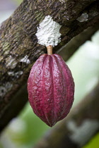 Unripe purple cocoa pod growing from the branch of a cocoa treeCaribbean Grenadian Greneda West Indies Grenada Farming Agraian Agricultural Growing Husbandry  Land Producing Raising