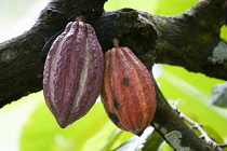 Unripe purple and ripening orange cocoa pods growing from the branch of a cocoa treeCaribbean Grenadian Greneda West Indies Grenada Farming Agraian Agricultural Growing Husbandry  Land Producing Rais...