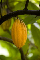 Ripe yellow cocoa pod growing from the branch of a cocoa treeCaribbean Grenadian Greneda West Indies Grenada Farming Agraian Agricultural Growing Husbandry  Land Producing Raising Ripened Mature Edib...
