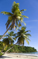 Coconut palm tree lined beach of La Sagesse with people playing on the sand and swimming in the seaCaribbean Grenadian Greneda West Indies Grenada Beaches Holidaymakers Resort Sandy Scenic Seaside Sh...