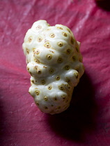 Noni or nooni fruitCaribbean Grenadian Greneda West Indies Grenada Farming Agraian Agricultural Growing Husbandry  Land Producing Raising