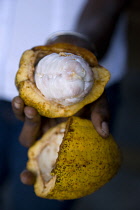 Female worker at Belmont Estate plantation holding an open ripe cocoa pod showing the mucilaginous pulp containing the undried cocoa beansCaribbean Grenadian Greneda West Indies Grenada Farming Agrai...