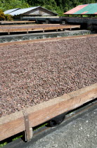 Cocoa beans drying in the sun on retractable racks under the drying sheds at Belmont Estate plantationCaribbean Grenadian Greneda West Indies Grenada Farming Agraian Agricultural Growing Husbandry  L...
