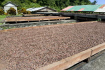 Cocoa beans drying in the sun on retractable racks under the drying sheds at Belmont Estate plantationCaribbean Grenadian Greneda West Indies Grenada Farming Agraian Agricultural Growing Husbandry  L...