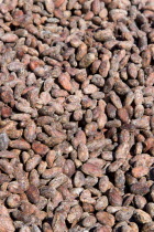 Cocoa beans drying in the sun at Belmont Estate plantationCaribbean Grenadian Greneda West Indies Grenada Farming Agraian Agricultural Growing Husbandry  Land Producing Raising