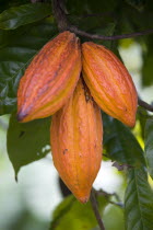 Three ripening orange cocoa pods growing in a group from the branch of a cocoa treeCaribbean Grenadian Greneda West Indies Grenada 3 Farming Agraian Agricultural Growing Husbandry  Land Producing Rai...