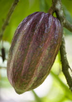 Unripe purple cocoa pod growing from the branch of a cocoa treeCaribbean Grenadian Greneda West Indies Grenada Farming Agraian Agricultural Growing Husbandry  Land Producing Raising