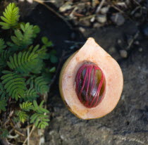 Nutmeg fruit showing red mace around the nutmeg nutCaribbean Grenadian Greneda West Indies Grenada Farming Agraian Agricultural Growing Husbandry  Land Producing Raising