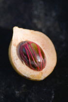 Nutmeg fruit showing red mace around the nutmeg nutCaribbean Grenadian Greneda West Indies Grenada Farming Agraian Agricultural Growing Husbandry  Land Producing Raising