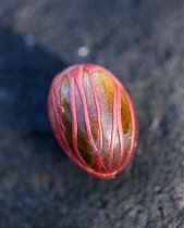 Nutmeg nut wrapped in red maceCaribbean Grenadian Greneda West Indies Grenada Farming Agraian Agricultural Growing Husbandry  Land Producing Raising