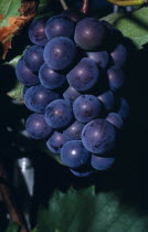 Bunch of ripe black grapes on vine  note yeast  bloom .French Western Europe European Farming Agraian Agricultural Growing Husbandry  Land Producing Raising Ripened Mature Edible Ready Vino Vin Alcoh...