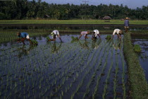 Planting rice shoots in paddy field.Asian Farming Agraian Agricultural Growing Husbandry  Land Producing Raising Southeast Asia Southern