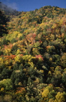 Great Smoky Mountain National Park. View across tree tops in autumn colours.Smokey  Fall colours American North America Northern Scenic United States of America
