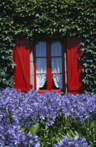 Red shuttered window with ivy growing on surrounding wall and mauve flowers in the foregroundFrench Western Europe European
