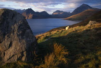 Single sheep beside granite boulder overlooking Loch Scavaig with the Cullin Hills beyond. Alba European Farming Agraian Agricultural Growing Husbandry  Land Producing Raising Great Britain Livestock...