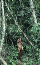 Waorani man hunting with blow pipeAmerican Equador Hispanic Latin America Latino Male Men Guy One individual Solo Lone Solitary South America Southern