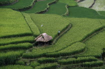 Rice terracesAsian Farming Agraian Agricultural Growing Husbandry  Land Producing Raising One individual Solo Lone Solitary Southeast Asia