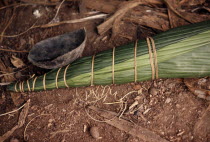 Auca curare process for making poison darts.Waorani American Equador Hispanic Latin America Latino South America Southern