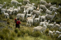 Newly shorn white adult alapaca.American Farming Agraian Agricultural Growing Husbandry  Land Producing Raising Hispanic Latin America Latino Peruvian South America Agriculture Southern