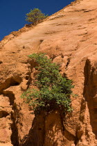 Colorado Provencal.  Vivid red rocks in the area of park known as The Sahara Section with stunted trees growing from crevices in the rock surface.Ochre Trail crack fissure European French Western Eur...