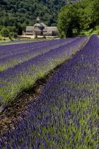 Abbaye Notre Dame de Senanque.  View towards monastery in tree lined valley  over field of lavender in the foregroundEuropean French Western Europe Religious Religion