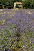 Stone barn with tiled roof in lavender field near village of Auribeau.European French Western Europe Agriculture Color Farm Colour Farming Agraian Agricultural Growing Husbandry  Land Producing Raisi...