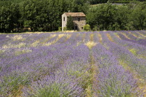 Stone barn with tiled roof in field of lavender near village of Auribeau.crop scent scented fragrant fragrance flower flowering herb European French Western Europe Agriculture Color Farm Colour Farmi...