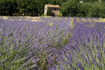 Stone barn with tiled roof in field of lavender near village of Auribeau.crop scent scented flower flowering herb European French Western Europe Agriculture Color Farm Colour Farming Agraian Agricult...
