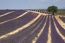 Valensole.  Rows of lavender growing in field on farm in major growing area near town of Valensole.  Single tree off-centre  just below skyline.crop scent scented fragrant fragrance flower flowering...