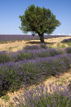 A tree growing amongst rows of lavender in major growing area near town of Valensole.crop scent scented fragrant fragrance flower flowering herb European French Western Europe Agriculture Color Farm...