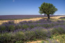 A tree amongst rows of lavender in field in major growing area near town of Valensole. crop scent scented fragrant fragrance flower flowering herb European French Western Europe Agriculture Color Far...