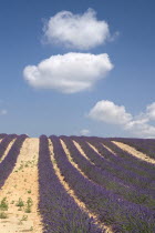 Rows of lavender following slope of field to the horizon in major growing area near town of Valensole with white clouds in blue sky above.crop scent scented fragrant fragrance flower flowering herbc...