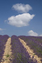 Rows of lavender following slope of field to the horizon in major growing area near town of Valensole with blue sky and white clouds above.crop scent scented fragrant fragrance flower flowering herb...