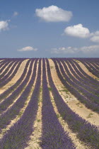 Rows of lavender following slope of field to the horizon in major growing area near town of Valensole with white clouds in blue sky above.crop scent scented fragrant fragrance flower flowering herb c...