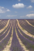 Rows of lavender following slope of field towards the horizon in major growing area near town of Valensole with white clouds in blue sky above.crop scent scented fragrant fragrance flower flowering h...