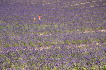 A woman and child walking through field of lavender in major growing area near town of Valensole.crop scent scented fragrant fragrance flower flowering herb European French Western Europe Agriculture...