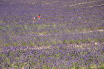 A woman and child walking through field of lavender in major growing area near town of Valensole.crop scent scented fragrant fragrance flower flowering herb European French Western Europe Agriculture...