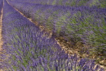 Close up of rows of lavender in field near town of Valensole.crop scent scented fragrant fragrance flower flowering herb European French Western Europe Agriculture Color Farm Colour Farming Agraian A...