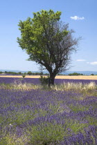 Plateau de Valensole.  Tree growing in lavender field.crop scent scented fragrant fragrant flower flowering herb European French Western Europe Agriculture Color Farm Colour Farming Agraian Agricultu...