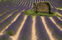 Ruins of stone barn or house in field of lavender near Valensole.crop scent scented fragrant fragrance flower flowering herb European French Western Europe Agriculture Color Farm Colour Farming Agrai...
