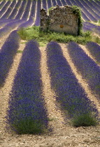 Ruins of stone barn or house in field of lavender near Valensole.crop scent scented fragrant fragrance flower flowering herb European French Western Europe Agriculture Color Farm Colour Farming Agrai...