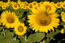 Close cropped view of field of sunflowers in early morning light near village of Rognescrop flower flowering European French Western Europe Color Colour