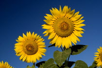 Heads of two sunflowers growing in field near village of Rognes.crop flower flowering European French Western Europe 2 Color Colour