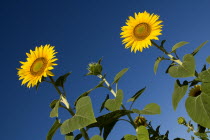 Angled view of sunflowers against blue sky growing in field near village of Rognes.crop flower flowering European French Western Europe 2 Color Colour