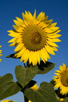 Head of sunflower against blue sky in field near village of Rognescrop flower flowering European French Western Europe Color Colour