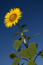 Single sunflower viewed from a low angle against blue sky in field near village of Rognes.crop flower flowering European French Western Europe Color Colour