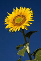 Single sunflower viewed from low angle against blue sky growing in field near village of Rognes.crop flower flowering European French Western Europe Color Colour
