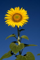Single sunflower against blue sky growing in field near village of Rognes.crop flower flowering European French Western Europe Color Colour